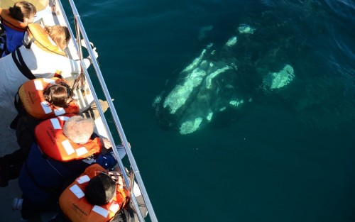 La temporada de ballenas 2021 empieza el 2 de julio